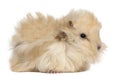 Young Peruvian guinea pig, 2 months old Royalty Free Stock Photo