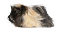 Young Peruvian guinea pig, 6 months old Royalty Free Stock Photo