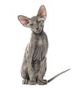 Young peterbald cat, sitting, isolated