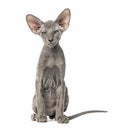 Young peterbald cat, sitting, isolated