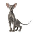 Young peterbald cat, standing, isolated Royalty Free Stock Photo