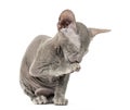 Young Peterbald kitten, cat, cleaning its cleaning itself, isola