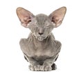 Young peterbald kitten, cat standing and facing the camera