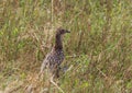 Young Pheasant Hiding in the Grass Royalty Free Stock Photo