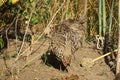 Young pheasants in the garden clean feathers