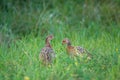 Young pheasants