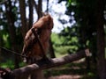 Young Philippine Scops Owl Otus megalotis, head turned away, perching on a branch. Royalty Free Stock Photo