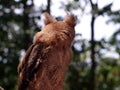 Young Philippine Scops Owl Otus megalotis, head turned away, perching on a branch. Royalty Free Stock Photo