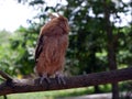 Young Philippine Scops Owl Otus megalotis, head turned away, perching on a branch. Royalty Free Stock Photo