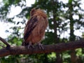 Young Philippine Scops Owl Otus megalotis, head turned away, perching on a branch. Royalty Free Stock Photo