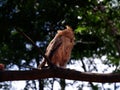 Young Philippine Scops Owl Otus megalotis, head turned away, perching on a branch. Royalty Free Stock Photo