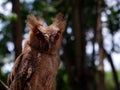 Young Philippine Scops Owl Otus megalotis, perching on a branch. Close ups. Royalty Free Stock Photo