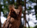 Young Philippine Scops Owl Otus megalotis, perching on a branch. Close ups. Royalty Free Stock Photo