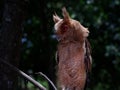 Young Philippine Scops Owl Otus megalotis, perching on a branch. Close ups. Royalty Free Stock Photo