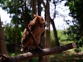 Young Philippine Scops Owl Otus megalotis, perching on a branch. Long shots. Royalty Free Stock Photo