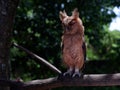 Young Philippine Scops Owl Otus megalotis, perching on a branch. Long shots. Royalty Free Stock Photo