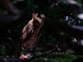 Young Philippine Scops Owl Otus megalotis, perching on a branch. Long shots. Royalty Free Stock Photo