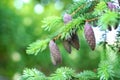 Young picea mariana on green background. Needles and purple cones. Spruce with cones