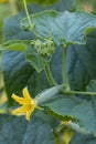 Young pickle cucumber with flower and other very small blossoms outside in the garden with visible foliage