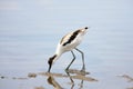 Young pied avocet Recurvirostra avosetta feeding on the shore