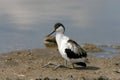 Young pied avocet Recurvirostra avosetta sits on the shore