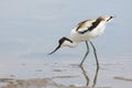 Young pied avocet Recurvirostra avosetta