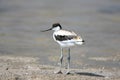 Young pied avocet Recurvirostra avosetta