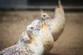 Young pied peafowl. Albino juvenile peacock.