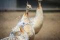 Young pied peafowl. Albino juvenile peacock.