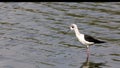 A young pied stilt looking for food in shallow water