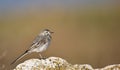 Young Pied Wagtail on a Rock (Motacilla alba)