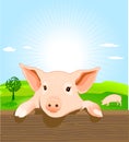 Young pig Royalty Free Stock Photo
