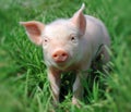 Young pig Royalty Free Stock Photo