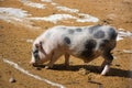 Young pig Royalty Free Stock Photo