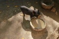 A young pig eats from a stone trough in a brick sty. Vietnamese pig eats and snout has dirty food. Young satisfied domestic pig st