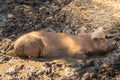 Young pig enjoying dirt bath on a eco farm Royalty Free Stock Photo