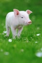 Young pig on grass Royalty Free Stock Photo