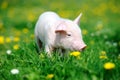 Young pig in grass Royalty Free Stock Photo