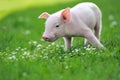 Young pig on a green grass Royalty Free Stock Photo