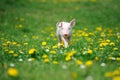 Young pig on a green grass Royalty Free Stock Photo