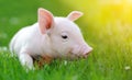 Young pig on a green grass Royalty Free Stock Photo