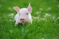Young pig on a green grass Royalty Free Stock Photo