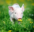 Young pig on a green grass Royalty Free Stock Photo