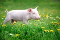 Young pig on a green grass Royalty Free Stock Photo