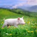 Young pig on a green grass Royalty Free Stock Photo