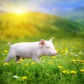 Young pig on a green grass Royalty Free Stock Photo