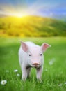 Young pig on a green grass Royalty Free Stock Photo