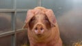 Young pig on hay and straw at pig show Royalty Free Stock Photo