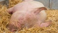 Young pig on hay and straw at pig show Royalty Free Stock Photo