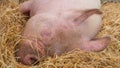 Young pig on hay and straw at pig show Royalty Free Stock Photo